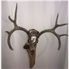 Image 13 : Custom Hand Painted Mule Deer Skull