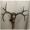 Image 1 : Custom Hand Painted Mule Deer Skull