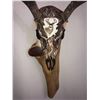 Image 3 : Custom Hand Painted Mule Deer Skull