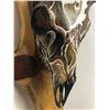 Image 4 : Custom Hand Painted Mule Deer Skull
