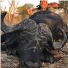 Image 5 : 5 Day all-inclusive hunting safari in South Africa Limpopo Province with Thaba-Tala Safaris