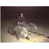 Image 10 : 3 Day Iberian Red Stag and European Wild Boar Hunt in Madrid Spain for One Hunter and One Guest