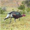 Image 2 : 3 Day Guided Merriam Turkey for 1 Youth Hunter & 1 Adult Guardian on a New Mexico Private Ranch