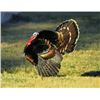 Image 3 : 3 Day Guided Merriam Turkey for 1 Youth Hunter & 1 Adult Guardian on a New Mexico Private Ranch