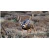 Image 1 : Mule Deer Hunt in Colorado Unit’s 77, 78 & 771 for 1 hunter Non-Guided; Opportunity to Add Elk. Do i