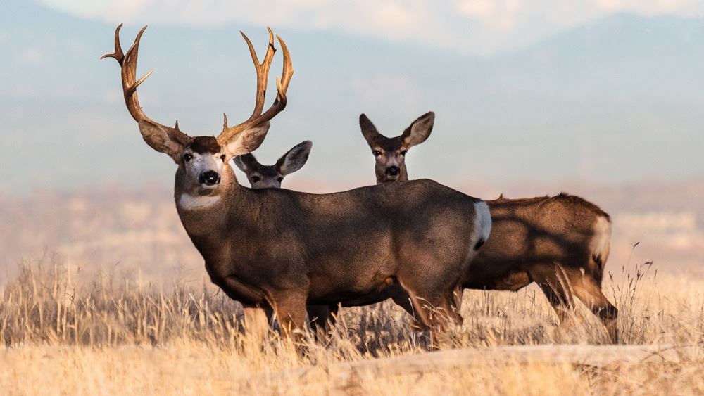 Mule Deer Hunt in Colorado Unit’s 77, 78 & 771 for 1 hunter NonGuided