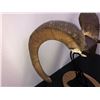 Image 5 : Stone Sheep Horns on skull cap