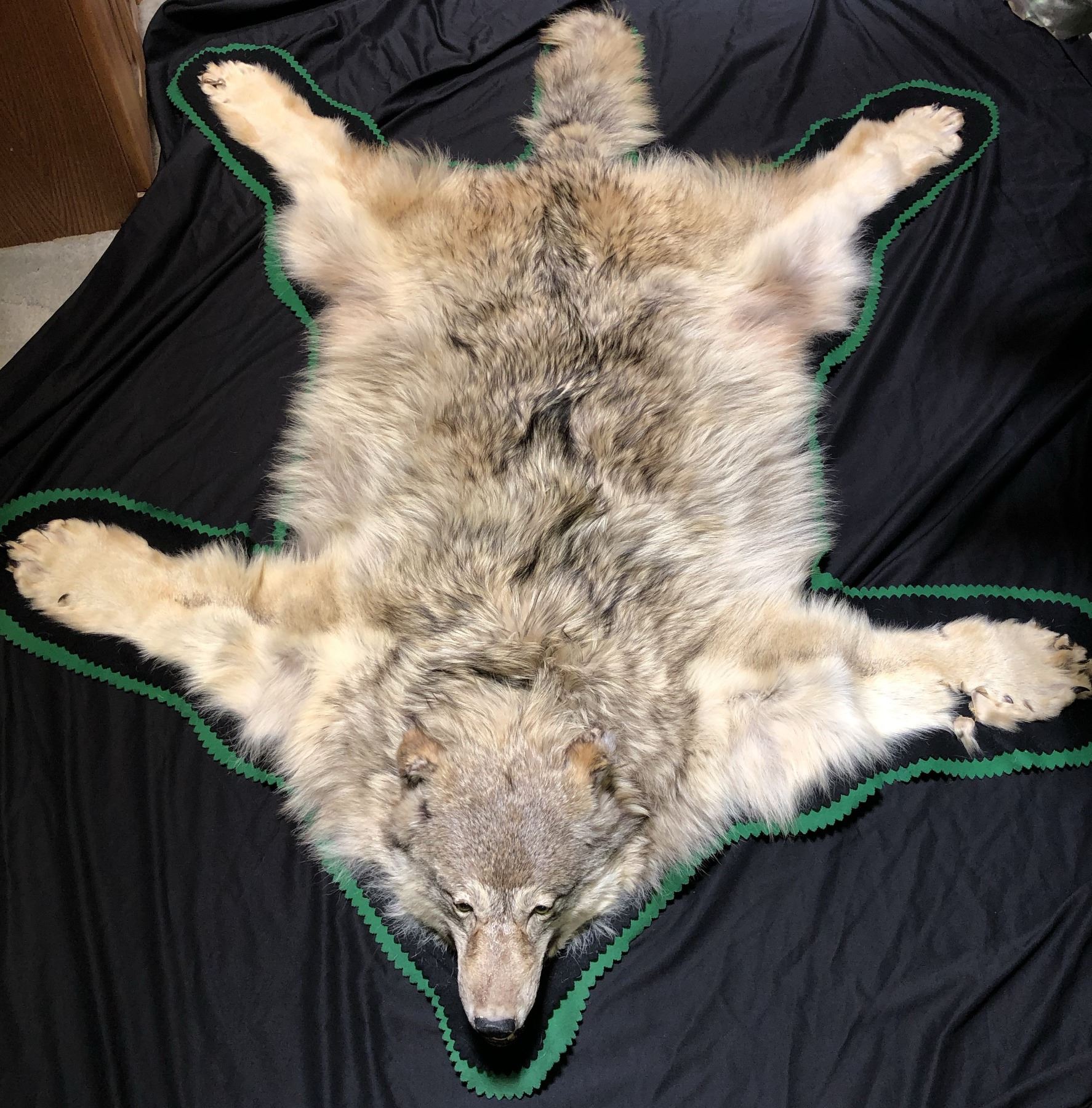 Alaskan Gray Wolf Pelt Rug