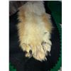 Image 13 : Alaskan Gray Wolf Pelt Rug