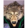 Image 4 : Alaskan Gray Wolf Pelt Rug