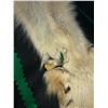 Image 9 : Alaskan Gray Wolf Pelt Rug