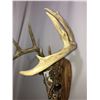 Image 10 : Custom Hand Painted Whitetail Deer Skull