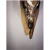Image 11 : Custom Hand Painted Whitetail Deer Skull