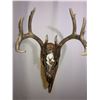 Image 13 : Custom Hand Painted Whitetail Deer Skull