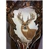 Image 2 : Custom Hand Painted Whitetail Deer Skull