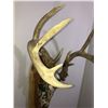 Image 9 : Custom Hand Painted Whitetail Deer Skull