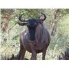 Image 14 : 1 Cape Buffalo Cow,1 Sable Bull, 1 Black Wildbeest, 1 Red Hartebeest 6 Day Safari in South African f