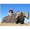 Image 15 : 1 Cape Buffalo Cow,1 Sable Bull, 1 Black Wildbeest, 1 Red Hartebeest 6 Day Safari in South African f