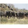 Image 3 : 1 Cape Buffalo Cow,1 Sable Bull, 1 Black Wildbeest, 1 Red Hartebeest 6 Day Safari in South African f