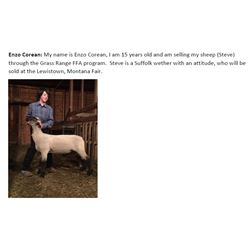 Corean, Enzo - Market Lamb
