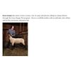 Image 1 : Corean, Enzo - Market Lamb