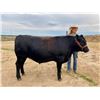 Image 2 : Addy Anderson - Beef - Weight: 1520