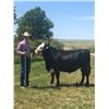 Image 2 : Beau Simonson - Beef - Weight: 1385