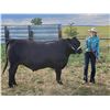 Image 2 : Macey Blunt - Beef - Weight: 1335