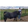 Image 2 : Kooper Oxarart - Beef - Weight: 1520