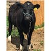 Image 2 : Brylee French - Beef - Weight: 1350