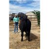 Image 2 : Arena Niebur - Beef - Weight: 1425