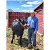 Image 2 : Parker Mortenson - Beef - Weight: 1305