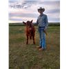 Image 2 : Brenner Moore - Beef - Weight: 1020