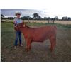 Image 3 : Brenner Moore - Beef - Weight: 1020