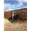 Image 2 : Sonny Gray - Beef - Weight: 1265
