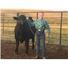 Image 2 : Haden Hellie - Beef - Weight: 1310
