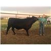 Image 3 : Haden Hellie - Beef - Weight: 1310