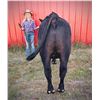 Image 2 : Kora LaBrie - Beef - Weight: 1310