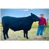 Image 2 : Kenan LaBrie - Beef - Weight: 1165