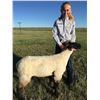 Image 1 : Jayda Wyse - Sheep - Weight: 105