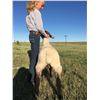Image 2 : Jayda Wyse - Sheep - Weight: 105