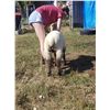 Image 1 : Madyson Warburton - Sheep - Weight: 97