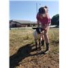 Image 2 : Madyson Warburton - Sheep - Weight: 97