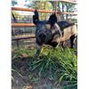 Image 2 : Tamela Abrahamson - Swine - Weight: 273