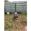 Image 1 : Finn Witmer - Swine - Weight: 237