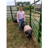 Image 2 : Finn Witmer - Swine - Weight: 237