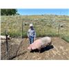 Image 1 : Tant Anderson - Swine - Weight: 282