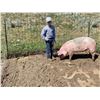 Image 2 : Tant Anderson - Swine - Weight: 282