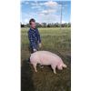 Image 2 : Tyler Arnold - Swine - Weight: 274