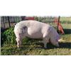 Image 2 : Duke Williamson - Swine - Weight: 281